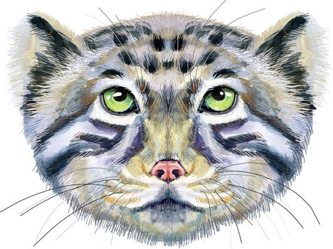 Watercolor drawing of the animal - cat manul, sketch