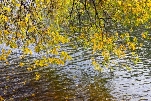 Bright yellow leaves on the branches above the water on a sunny autumn day. Autumn background