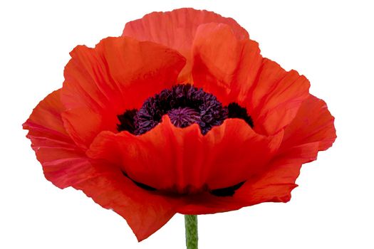 Poppy red flower isolated on a white background. Isolate inflorescence of garden poppy. Totally open flower