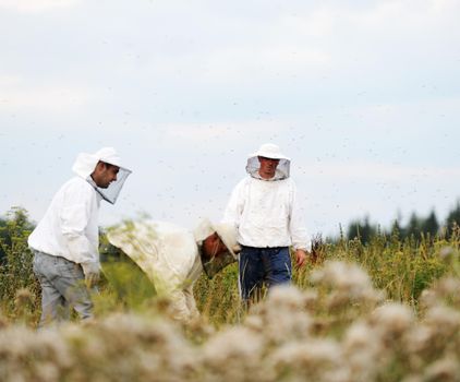 Beekeepers working on the field working on the big field. High quality photo