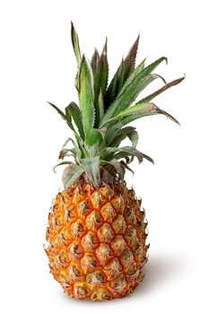Single pineapple stands isolated on a white background