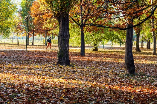 Autumn in a park. Autumn scenery with brown leaves