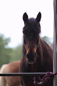 Front view of a brown horse standing on a sandy paddock with green trees in the background