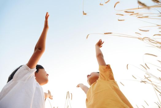 Two little boys at wheat field together