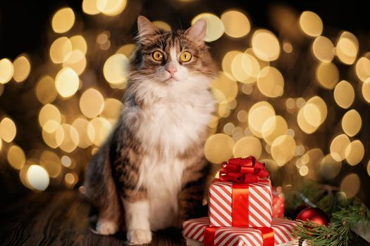 close-up. cat and boxes with gifts on the background of Christmas lights .