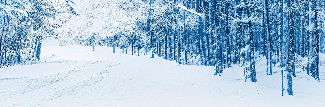 Winter wonderland and Christmas landscape. Snowy forest, trees covered with snow as holiday background.