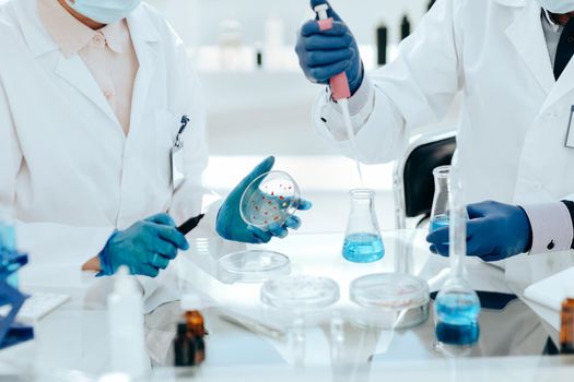 close up. Microbiology scientists examining bacteria in a Petri dish. science and health.