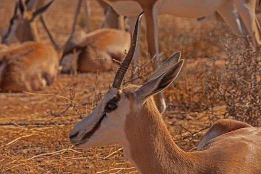 A young Springbok (Antidorcas marsupialis) in the Kgalagadi Trans Frontier Park. South Africa