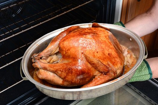 Closeup of a woman taking a Thanksgiving Turkey from the oven. Horizontal with womans hands in oven mitts only.