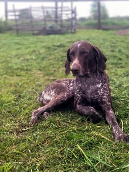 German Shorthaired Pointer in field of grass portrait. High quality photo