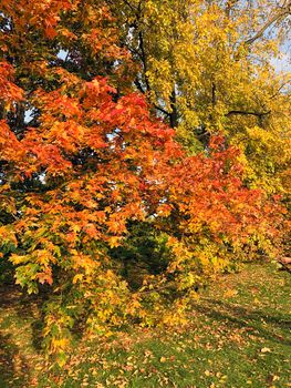 Colourful Nature: Autumn Beauty in the Park - stock photo. High quality photo