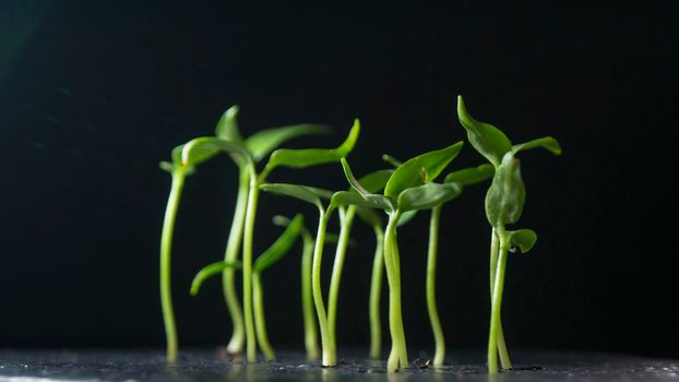 Growing plants on dark background