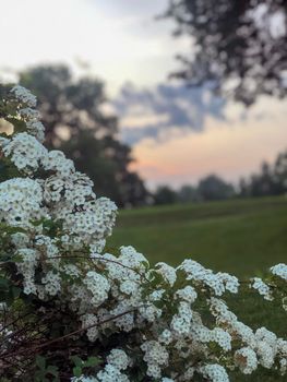 The setting sun behind trees. High quality photo