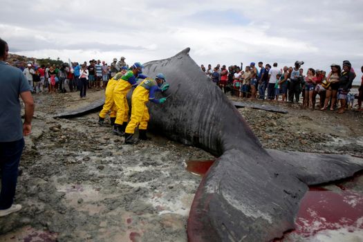 salvador, bahia, brazil - august 30, 2019: humpback whale - Megaptera novaeangliae - dies while running aground on the beach in Coutos in the city of Salvador.