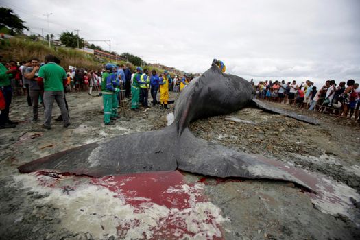 salvador, bahia, brazil - august 30, 2019: humpback whale - Megaptera novaeangliae - dies while running aground on the beach in Coutos in the city of Salvador.