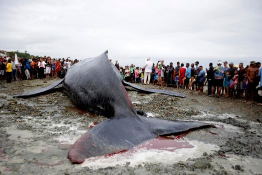 salvador, bahia, brazil - august 30, 2019: humpback whale - Megaptera novaeangliae - dies while running aground on the beach in Coutos in the city of Salvador.