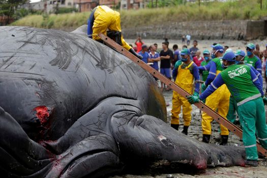 salvador, bahia, brazil - august 30, 2019: humpback whale - Megaptera novaeangliae - dies while running aground on the beach in Coutos in the city of Salvador.