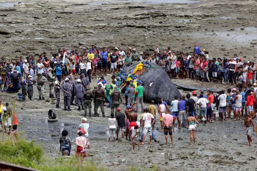 salvador, bahia, brazil - august 30, 2019: humpback whale - Megaptera novaeangliae - dies while running aground on the beach in Coutos in the city of Salvador.