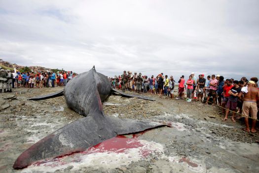 salvador, bahia, brazil - august 30, 2019: humpback whale - Megaptera novaeangliae - dies while running aground on the beach in Coutos in the city of Salvador.