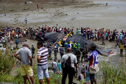 salvador, bahia, brazil - august 30, 2019: humpback whale - Megaptera novaeangliae - dies while running aground on the beach in Coutos in the city of Salvador.
