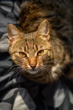 Head portrait of young european shorthair breed cat sitting, shallow DOF