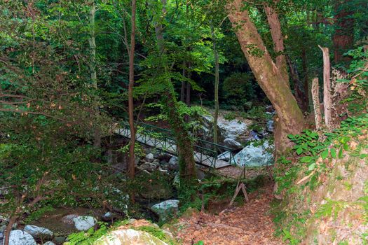 Wooden bridge in Pelion forest, Greece