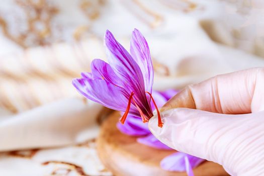 The process of separating the saffron strands from the rest of the flower. Preparing saffron threads for drying before using in cooking, cosmetology or medicine.