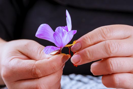 The process of separating the saffron strands from the rest of the flower. Preparing saffron threads for drying before using in cooking, cosmetology or medicine.