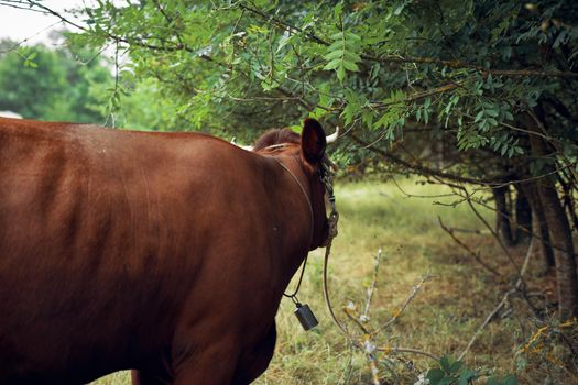 animals mammals grazing farm cow nature agriculture. High quality photo