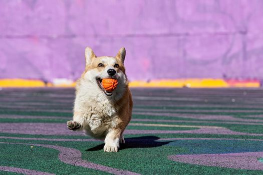 Corgi dog plays while holding an orange ball in his mouth. Dog for a walk