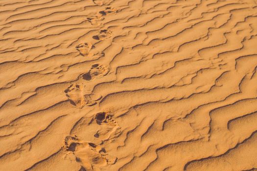 Footprints in the sand in the red desert at Sunrise.