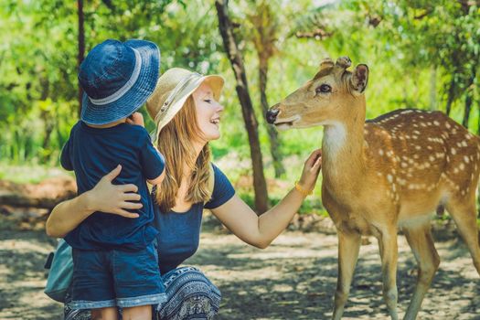 Mother and son feeding beautiful deer from hands in a tropical Zoo.