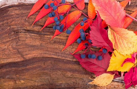 autumn background of fall leaves on the wooden board, top view