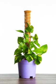 a pot of Golden Pothos plant isolated on white background