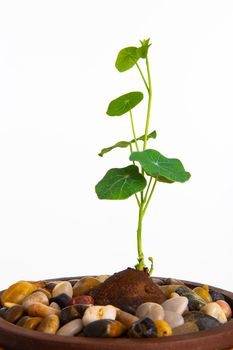 Close up of a Stephania Erecta Plant on white background