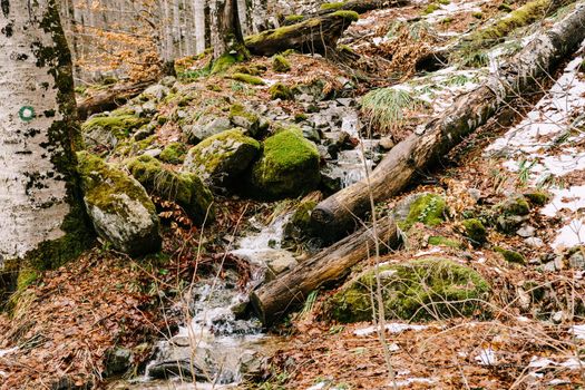 Stream of water runs down a hill in the Biogradska Gora park. Montenegro. High quality photo