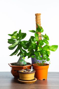Different type of house plant on white background