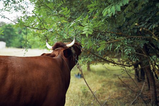 animals mammals grazing farm cow nature agriculture. High quality photo