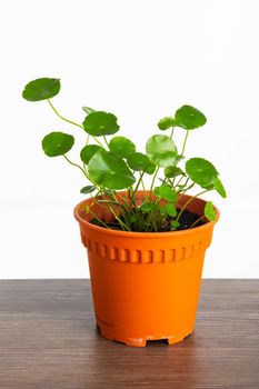 A pot of Pilea Peperomioides Plant on white background