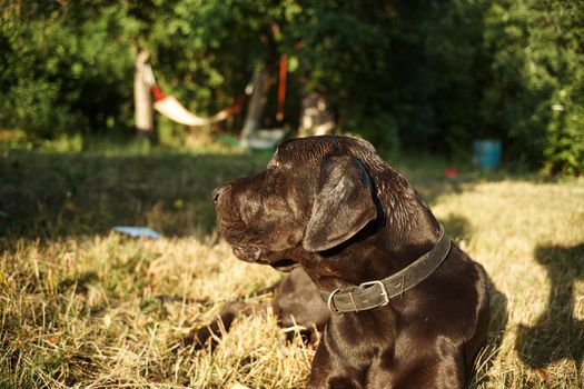 large purebred black dog outdoors in the field pets. High quality photo