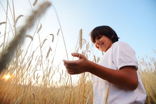 Kid at wheat field holding grain