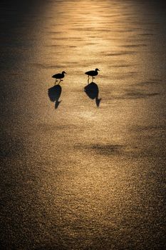 Silhouette of ducks over frozen lake ice during the sunrise. Birds on a lake in cold winter day. Two ducks on the pond ice.
