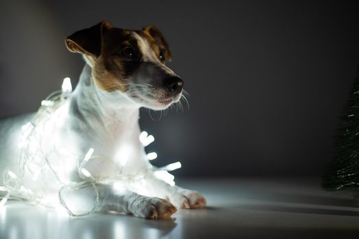 Jack russell terrier dog on a garland next to a small tabletop artificial tree on christmas eve.