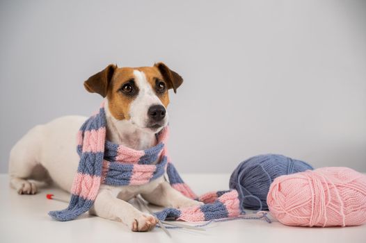 Dog jack russell terrier knits a knitted scarf on a white background