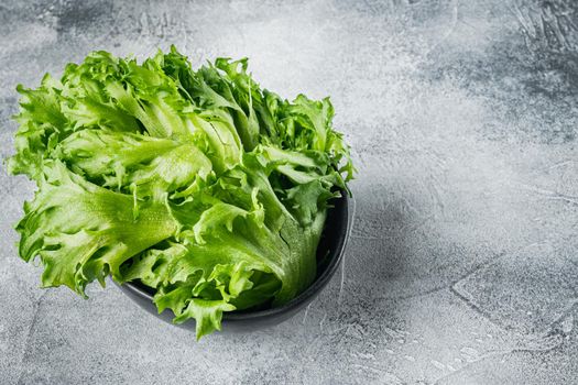 Raw organic green oak lettuce leaves, on gray background with copy space for text