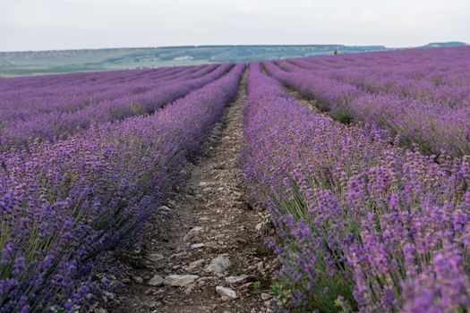 Lavender flower blooming scented fields in endless rows. Selective focus on Bushes of lavender purple aromatic flowers at lavender field. Abstract blur for background.