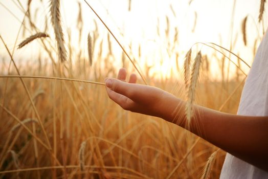 Kid hand wheat field