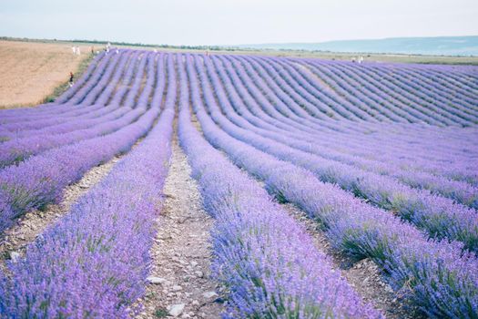 Close up Lavender flower blooming scented fields in endless rows on sunset. Selective focus on Bushes of lavender purple aromatic flowers at lavender fields