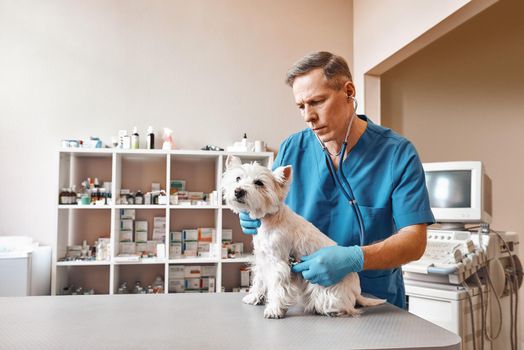 Full check up. Male veterinarian in work uniform listening to the breath of a small cute dog with a phonendoscope in veterinary clinic.. Pet care concept. Medicine concept. Animal hospital