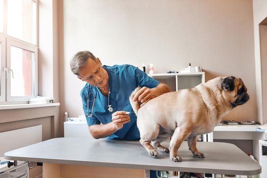 Be patient, please Middle aged male vet is measuring body temperature of a pug at veterinary clinic. Pet care concept. Medicine concept. Animal hospital